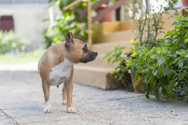 Amerikan Stadyumu Teriyer Köpeği Pozu — Stok fotoğraf