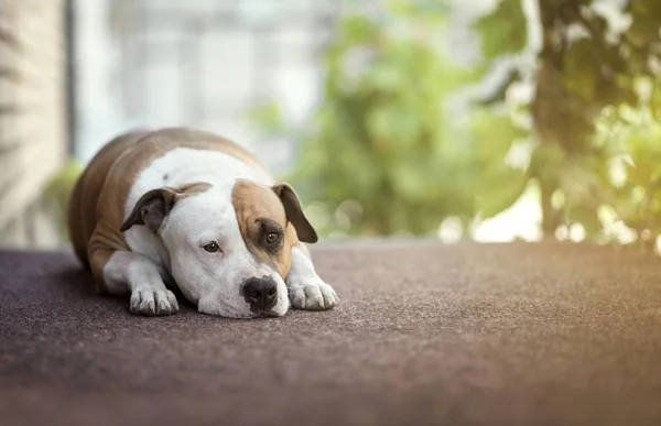 Amerikanska Staffordshire Terrier Hund Liggande Marken — Stockfoto