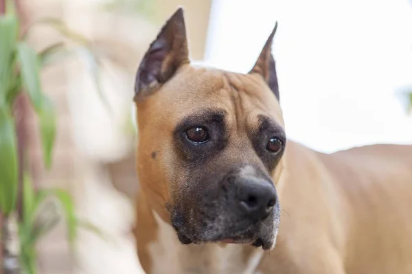 Amerykański Staffordshire Terrier Pies Głowa Bliska — Zdjęcie stockowe