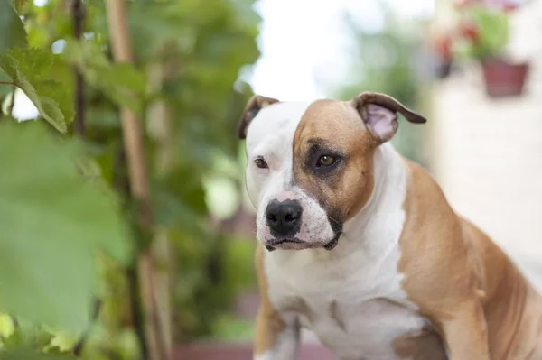 Americano Staffordshire Terrier Cane Testa Vicino — Foto Stock