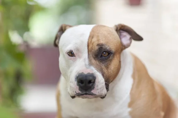 Amerykański Staffordshire Terrier Pies Głowa Bliska — Zdjęcie stockowe