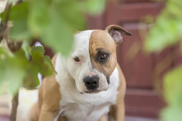 Αμερικανική Staffordshire Terrier Κεφάλι Σκύλου Κοντά — Φωτογραφία Αρχείου