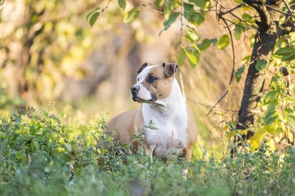 Americano Staffordshire Terrier Perro Retrato —  Fotos de Stock