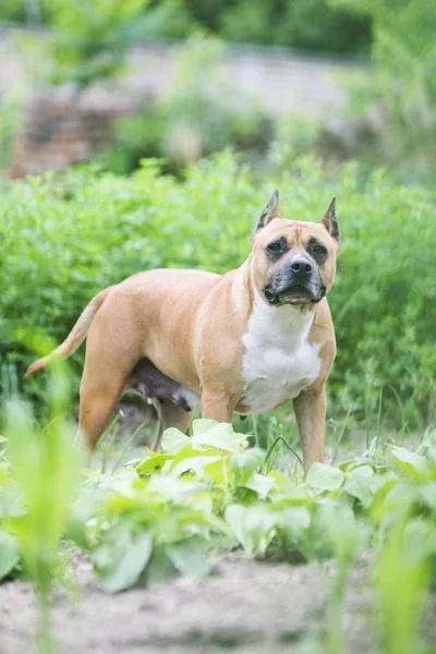 Amerikaanse Staffordshireterriër Hond Portret — Stockfoto