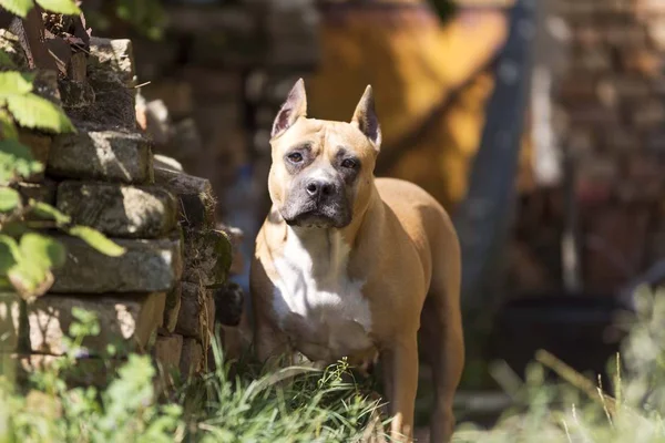 Amerikai Staffordshire Terrier Kutya Elszigetelt Kertben — Stock Fotó