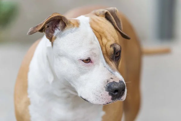 Amerikaans Staffordshire Terriër Hond Hoofd Portret — Stockfoto