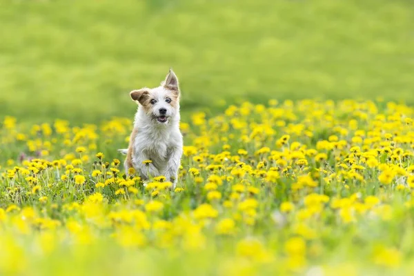 Χαριτωμένο Terrier Σκυλί Τρέχει Στο Πεδίο Χορτάρι Πικραλίδα Φωτογραφία Αρχείου