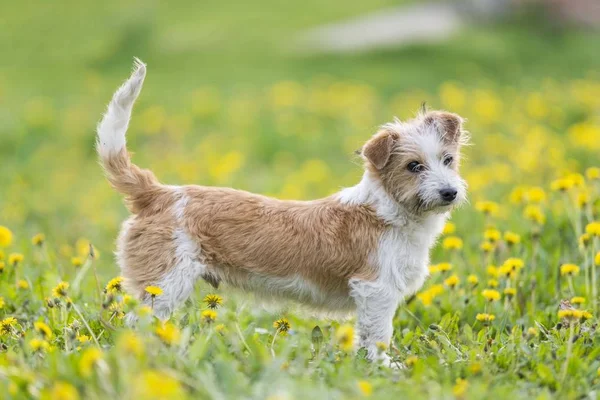 Anjing Terrier Lucu Berpose Taman Musim Semi Stok Gambar Bebas Royalti