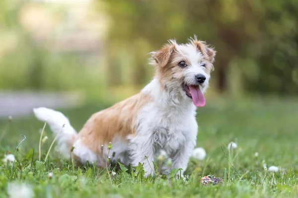 Terrier Σκυλί Απομονώνονται Στον Κήπο Εικόνα Αρχείου