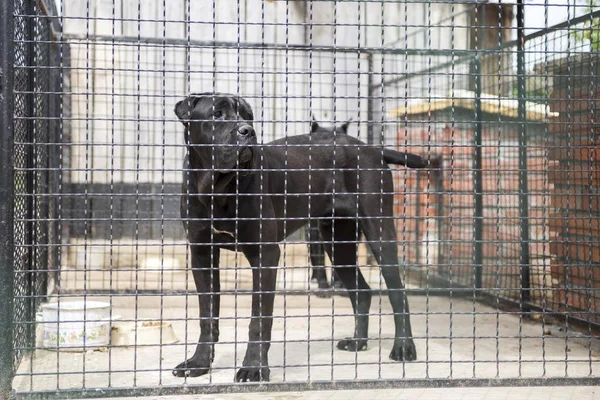 Σκύλος Corso Ζαχαροκάλαμου Κλουβί Royalty Free Εικόνες Αρχείου