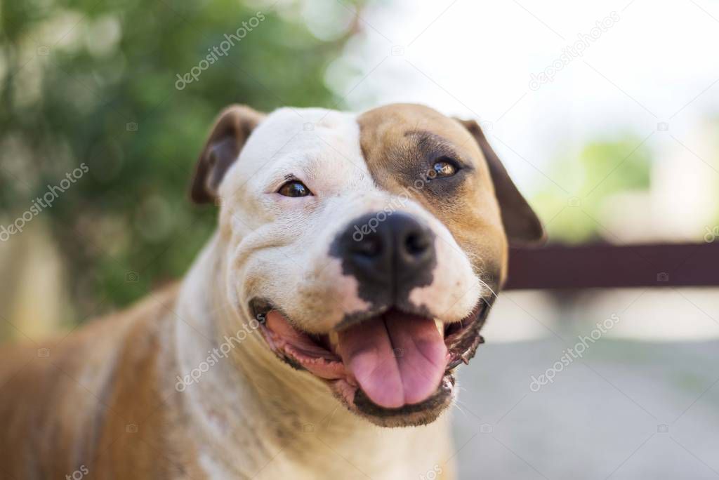 close up scene of dog head. american staffordshire terrier