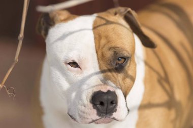 Amerikan Stadyumu Teriyer Köpek Kafası Portresi