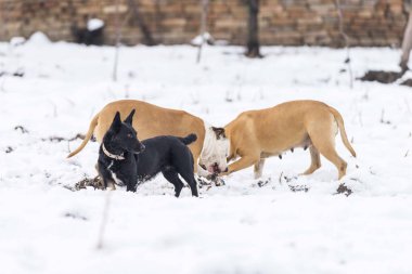 Karda oynayan teriyer köpekler