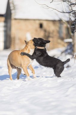 Karda oynayan teriyer köpekler