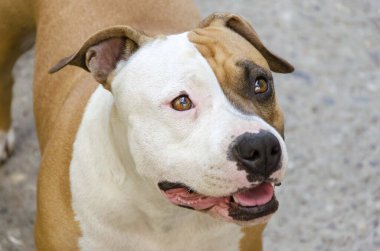 Amerikan Stadyumu Teriyer Köpek Kafası Portresi