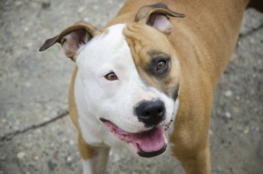 Amerikan Stadyumu Teriyer Köpek Kafası Portresi