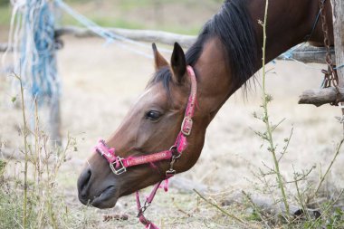 Kırmızı ambler at otlatma başkanı