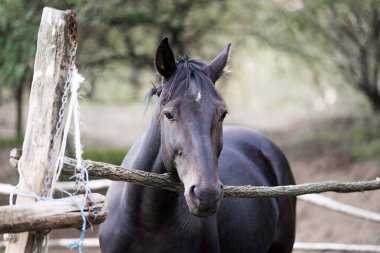 Siyah aygır izole edilmiş.