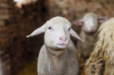 Çiftlikte izole edilmiş beyaz kuzu