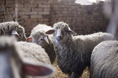 çiftlikte izole edilmiş koyun