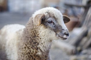 koyun kafası portresi