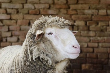 beyaz koyun kafası portresi