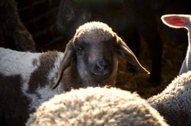 Çiftlikte izole edilmiş koyun hayvanı.