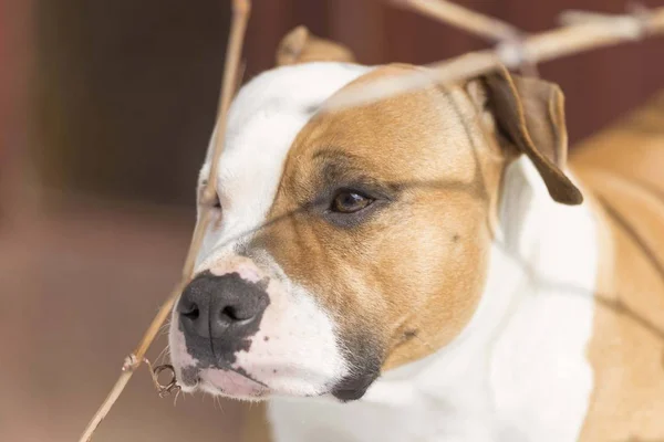 American Staffordshire Terrier Perro Cabeza Retrato —  Fotos de Stock