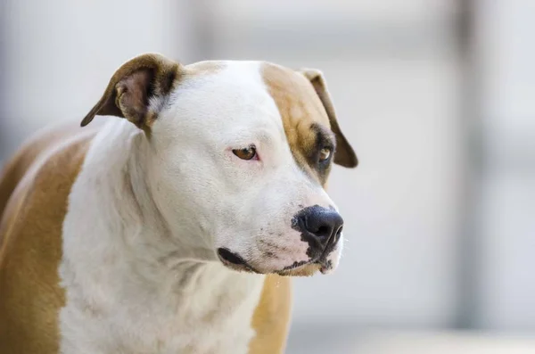 Americano Staffordshire Terrier Cão Cabeça Retrato — Fotografia de Stock