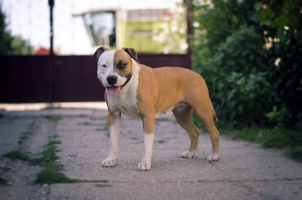 Πορτραίτο Σκύλου Αμερικανικό Terrier Staffordshire — Φωτογραφία Αρχείου