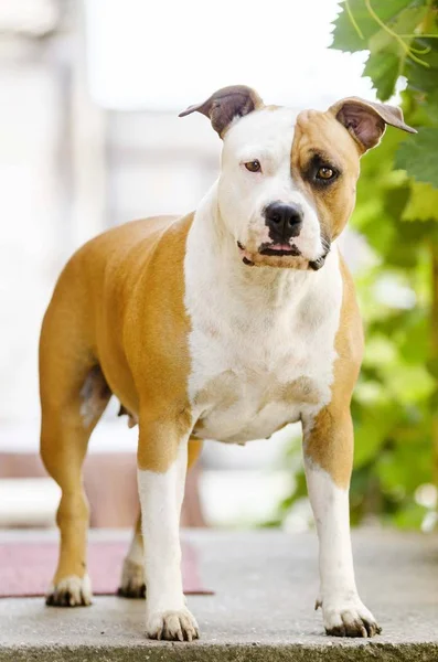 Amerikai Staffordshire Terrier Kutya Portré — Stock Fotó