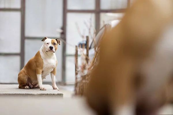 American Staffordshire Terrier Hund Porträtt — Stockfoto