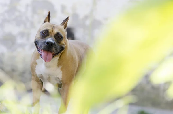 Πορτραίτο Σκύλου Αμερικανικό Terrier Staffordshire — Φωτογραφία Αρχείου