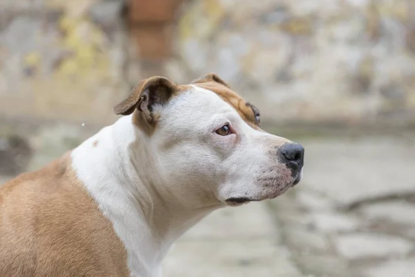 Americano Staffordshire Terrier Cão Cabeça Retrato — Fotografia de Stock