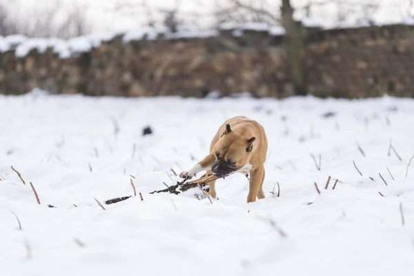 terrier dogs playing on snow