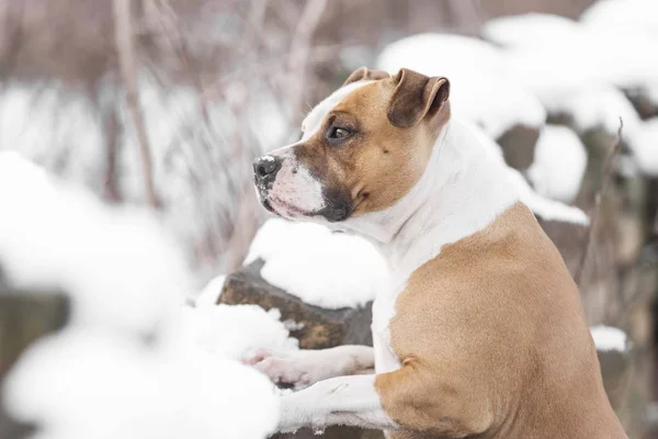 Dog Looking Brick Wall — 스톡 사진