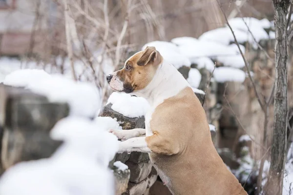Pes Hledící Nad Cihlovou Stěnu — Stock fotografie