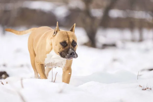 American Staffordshire Terrier Dog Snow — 스톡 사진