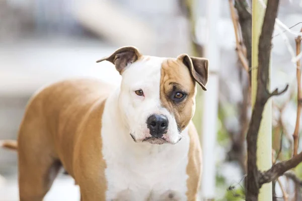 american staffordshire terrier dog head portrait