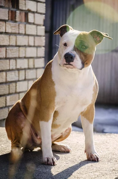 Amerikaanse Staffordshire Terriër Hond Zittende Positie — Stockfoto