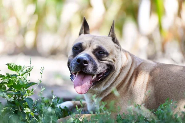 Amerykański Staffordshire Terrier Portret Głowy Psa — Zdjęcie stockowe