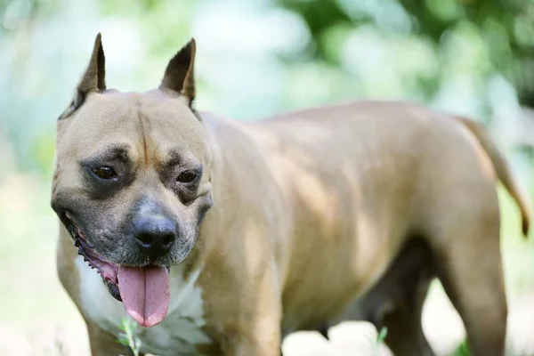 Americano Staffordshire Terrier Cane Testa Ritratto — Foto Stock