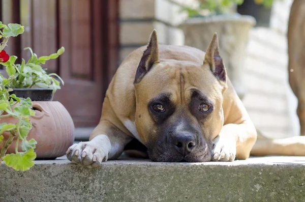 Αμερικανική Staffordshire Terrier Πορτρέτο Κεφάλι Σκύλου — Φωτογραφία Αρχείου