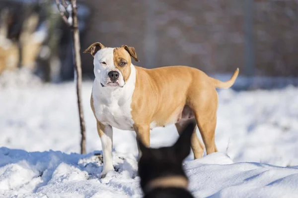 American Staffordshire Terrier Dog Snow — 스톡 사진