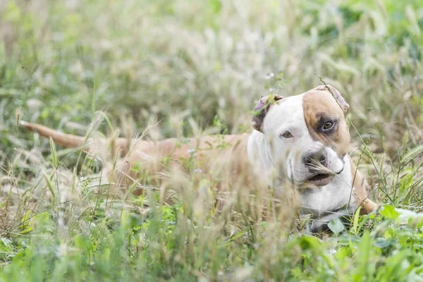 Americano Staffordshire Terrier Cane Giardino — Foto Stock