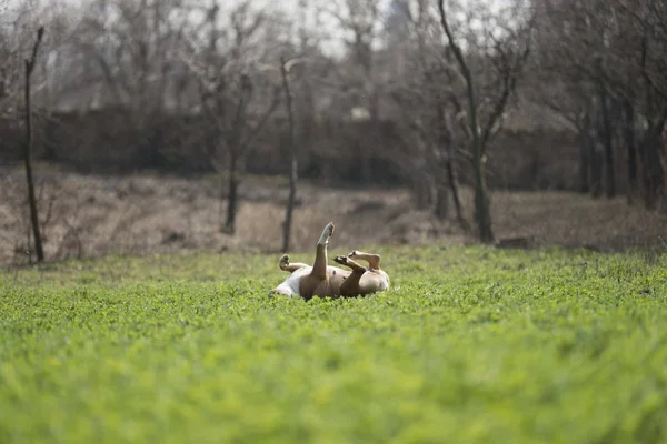 Pies Gra Ogrodzie — Zdjęcie stockowe