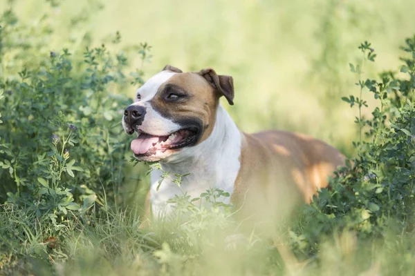 Americano Staffordshire Terrier Cane Giardino — Foto Stock