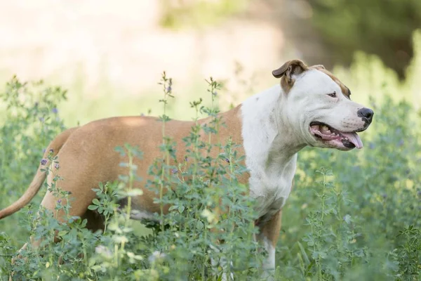 Amerikan Personeli Teriyer Köpeği Bahçede Izole Edilmiş — Stok fotoğraf