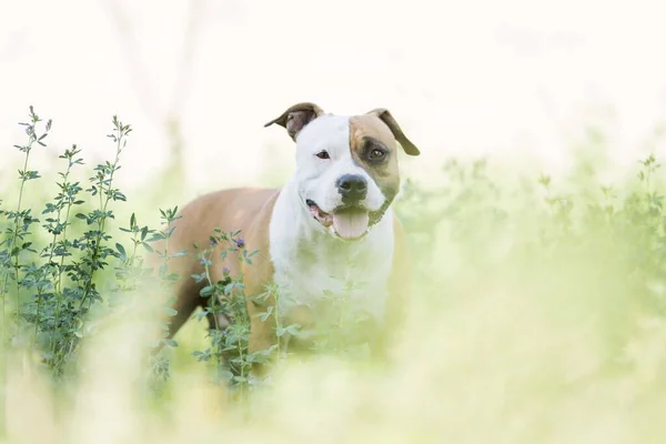 Americano Staffordshire Terrier Cane Isolato Giardino — Foto Stock