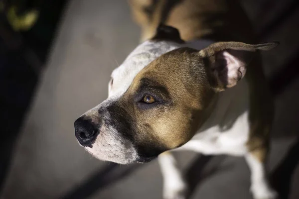 Amerykański Staffordshire Terrier Portret Głowy Psa — Zdjęcie stockowe